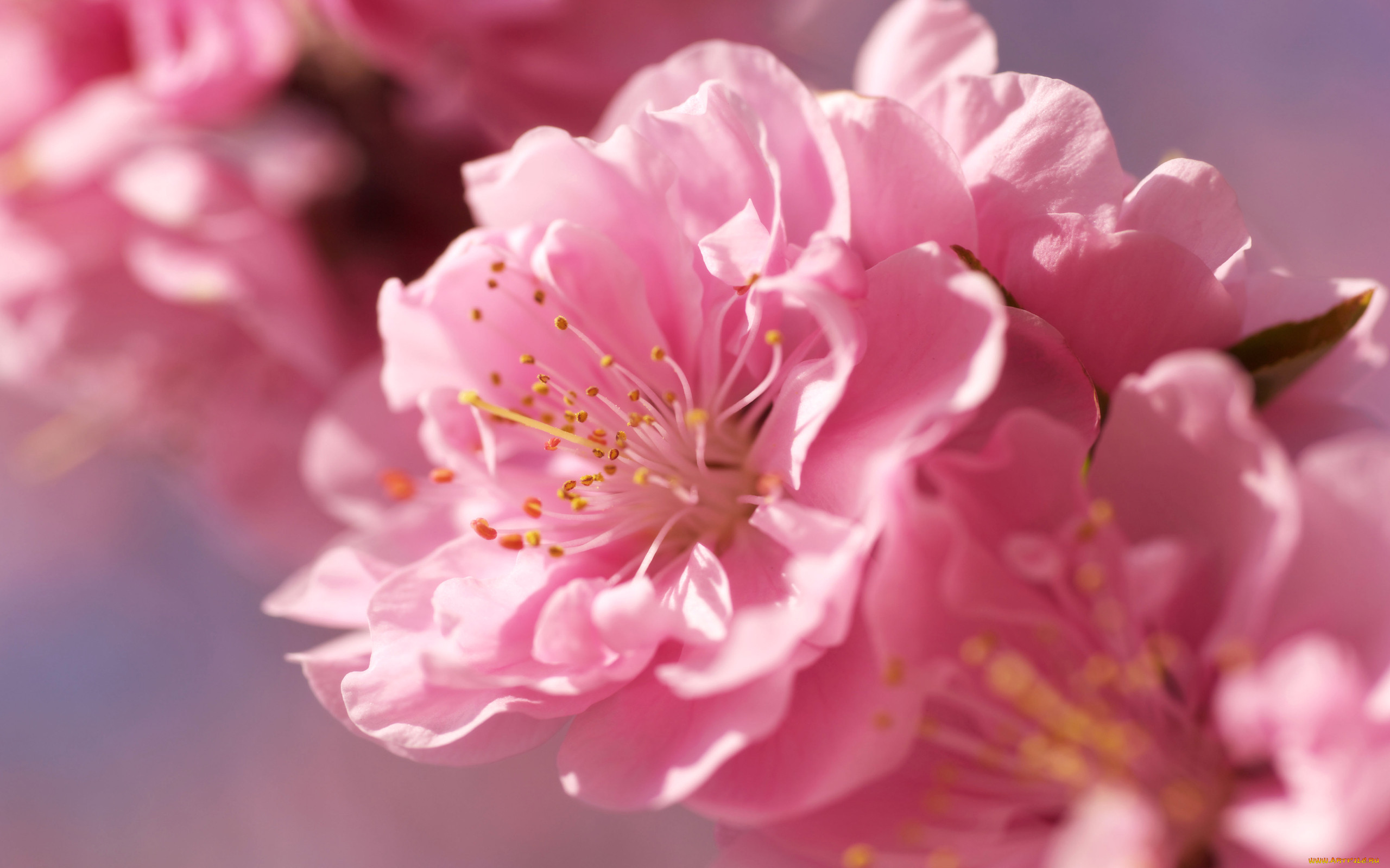 Цветы Сакуры Геншин